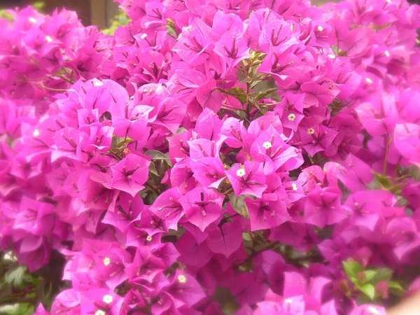 Bel Colpo Fiori Viola Freschi Bougainvillea Giardino — Foto Stock