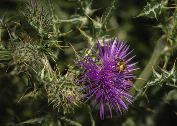 A closeup of a bee on a purple milk thistle