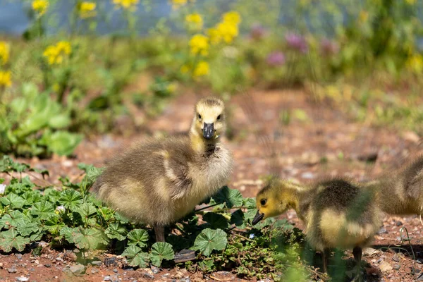 Primer Plano Lindo Bebé Patos Prado — Foto de Stock