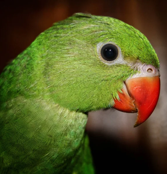 Вибірковий Знімок Фокуса Індійської Голови Папуги Червоним Дзьобом — стокове фото