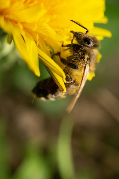 Egy Függőleges Felvétel Egy Méhről Amint Virágport Gyűjt Egy Sárga — Stock Fotó