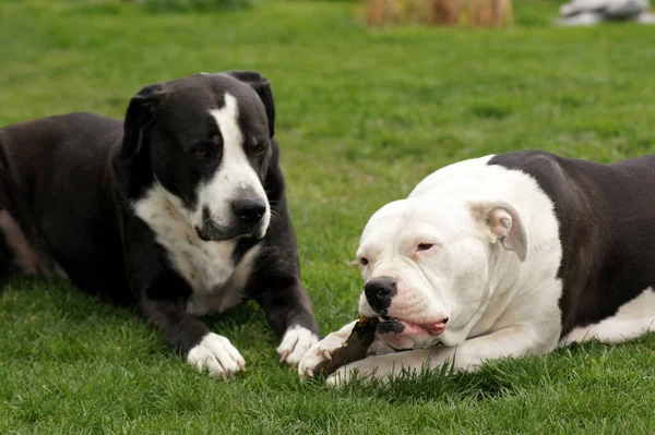 Primer Plano Dos Lindos Perros Americanos Staffordshire Terrier Césped —  Fotos de Stock