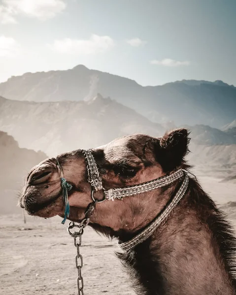 Een Verticaal Schot Van Een Kameel Een Woestijn Omringd Door — Stockfoto