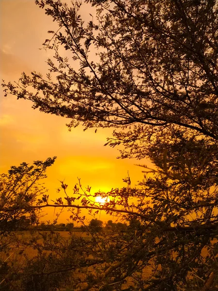 Uma Silhueta Árvores Contra Fundo Dourado Pôr Sol — Fotografia de Stock