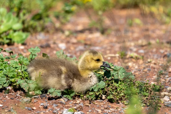 一只可爱的小鸭在田里的特写镜头 — 图库照片