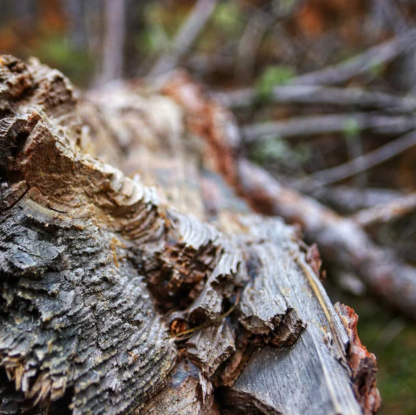 Tiro Foco Seletivo Uma Textura Casca Árvore — Fotografia de Stock