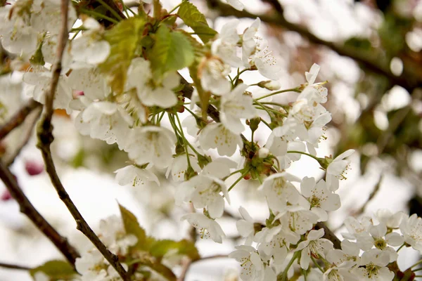 Beautiful Shot White Blossom Flowers Tree — Stock Photo, Image