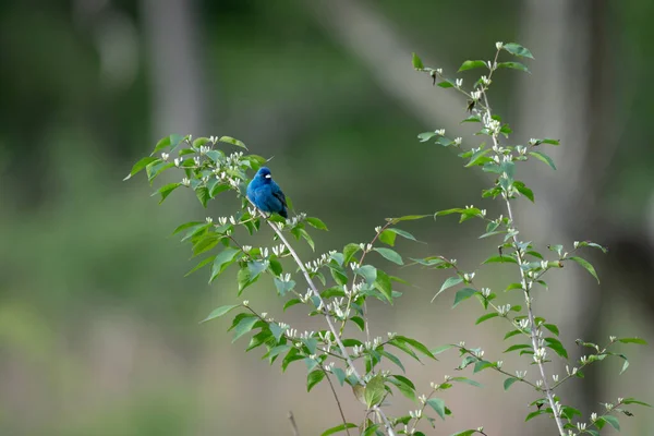 Selective Focus Shot Beautiful Blue Indigo Bunting Bird Perched Branch — Stock Photo, Image