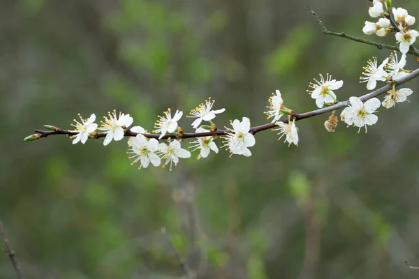 Вибірковий Фокус Цвітіння Чорного Кольору Гілці Дерева Розмитому Тлі — стокове фото