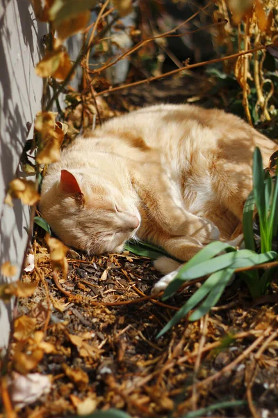 Tiro Perto Gato Bege Adormecido — Fotografia de Stock