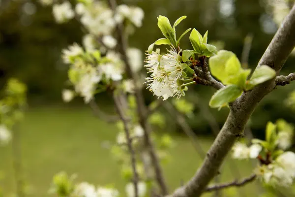 Beau Plan Fleurs Blanches Sur Arbre — Photo