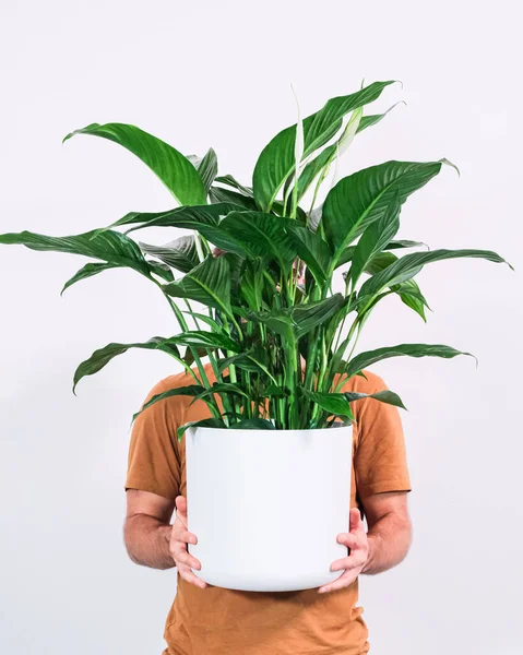 Tiro Vertical Uma Pessoa Que Prende Spathiphyllum Wallisii Potted Fundo — Fotografia de Stock