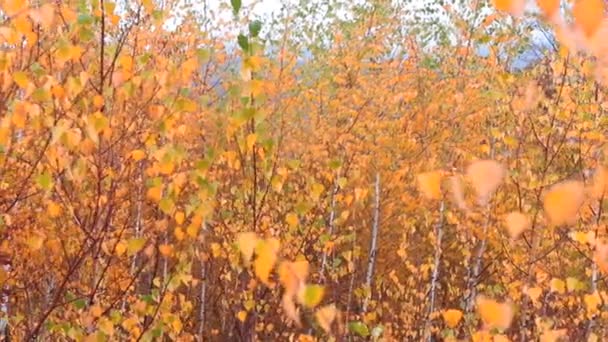 Hojas Otoño Bosque — Vídeo de stock