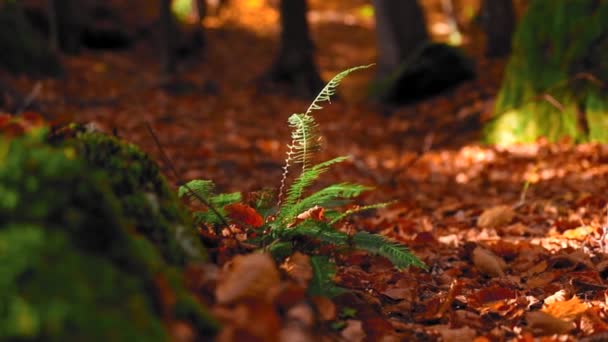 Gros Plan Beau Paysage Automnal Avec Des Feuilles Tombées Feuillage — Video