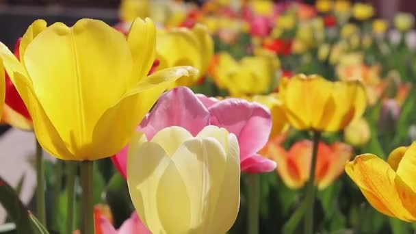 春の晴れた日に庭で育つ美しいチューリップ — ストック動画