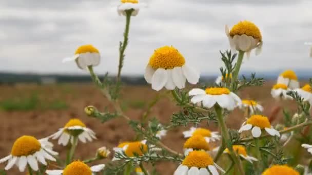 Kamille Bloemen Tuin — Stockvideo