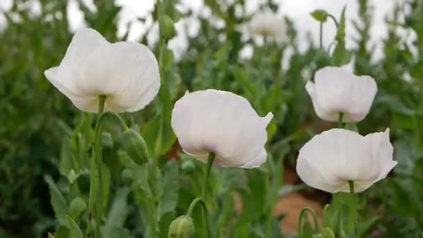Όμορφα Λευκά Λουλούδια Στον Κήπο — Αρχείο Βίντεο