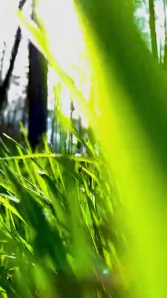 Зелена Трава Саду — стокове відео