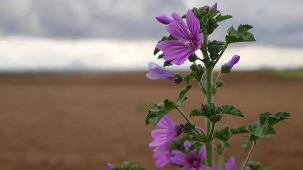 Närbild Vackra Blommor Natur Bakgrund — Stockvideo