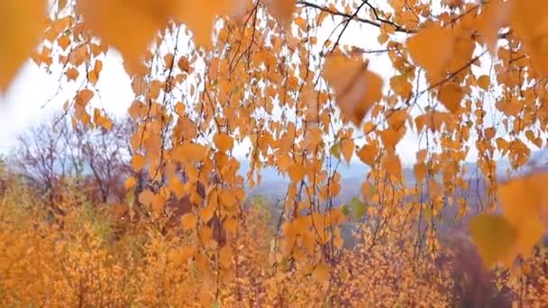 Hojas Otoño Temporada Otoño Flora — Vídeo de stock