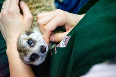 ASAKUSA, TOKYO, JAPAN - Aug 16, 2020: A young woman pets a meerkat looking up at the camera on her lap at a popular animal cafe in Tokyo, Japan. clipart