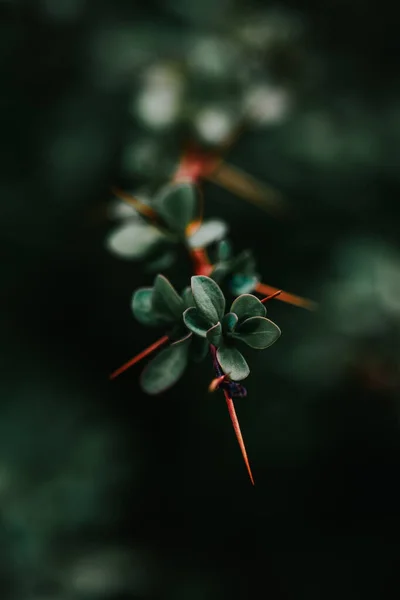 Colpo Verticale Piccole Foglie Verde Scuro Ramo Albero Appuntito Con — Foto Stock