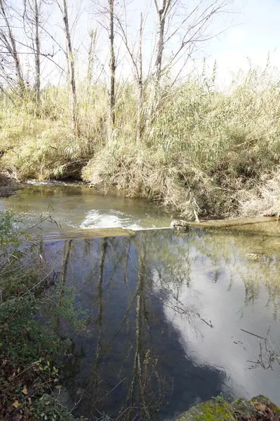 Tiro Río Bosque Con Reflejos Árboles —  Fotos de Stock