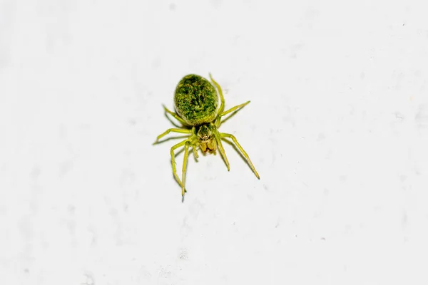Een Bovenaanzicht Van Een Groene Spin Een Witte Achtergrond — Stockfoto