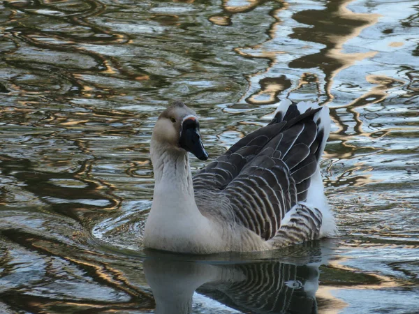 Oca Africana Che Galleggia Nel Lago — Foto Stock