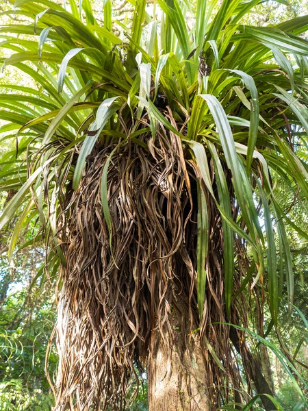 Auckland New Zealand April 2021 Kahakaha Perching Lily Parasite Plant — 图库照片