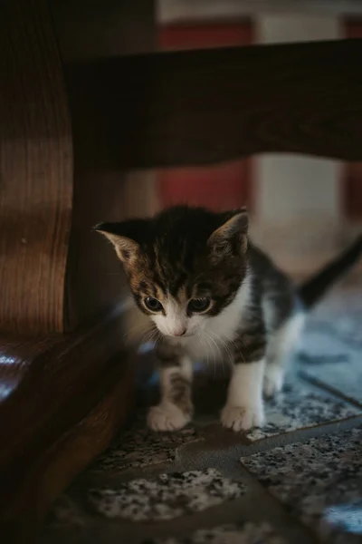 Вертикальний Знімок Крихітного Таббі Кошеня Який Дивиться Вниз Ховаючись Поруч — стокове фото