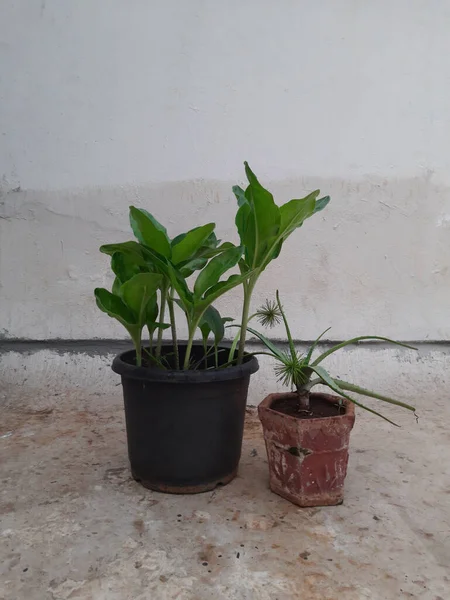 Una Toma Vertical Dos Macetas Con Plantas Decorativas Interiores Colocadas — Foto de Stock