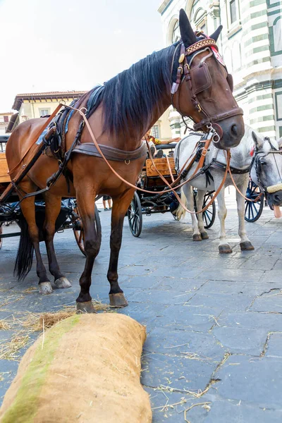Kwiaciarnia Włochy Sie 2020 Florencja Toskania Włochy 2020 Brązowy Koń — Zdjęcie stockowe