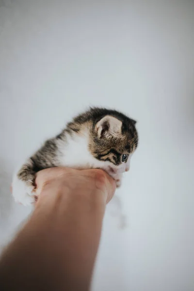 Scared Blue Eyed Kitten Holding Desperately Its Owner Hand — Stock Photo, Image