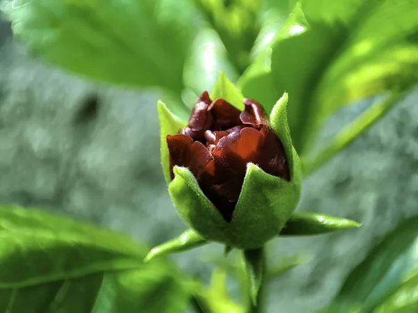 Bir Hibiscus Çiçeği Tomurcuğunun Yakın Çekimi — Stok fotoğraf