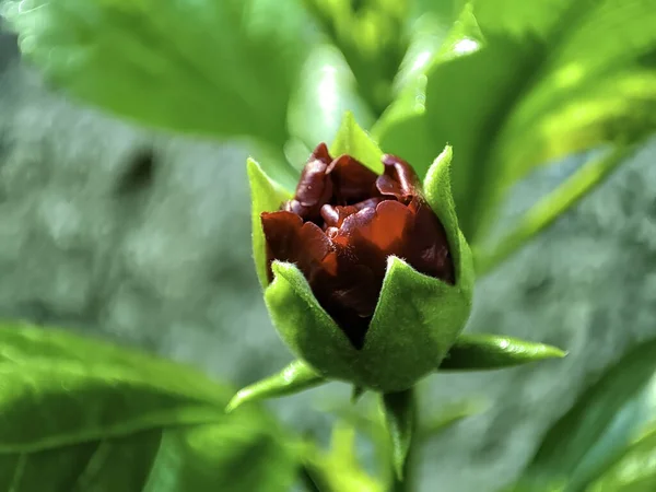 Een Closeup Shot Van Een Hibiscus Bloem Knop — Stockfoto