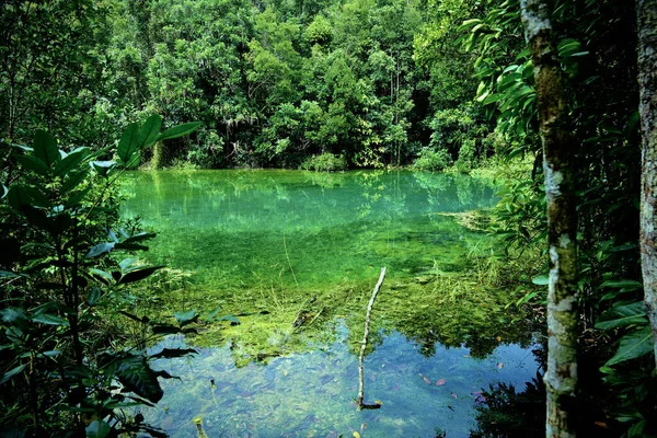 Vacker Utsikt Över Den Gröna Sjön Speglas Träd — Stockfoto