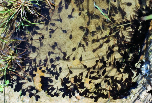 Muchos Renacuajos Nadando Agua — Foto de Stock