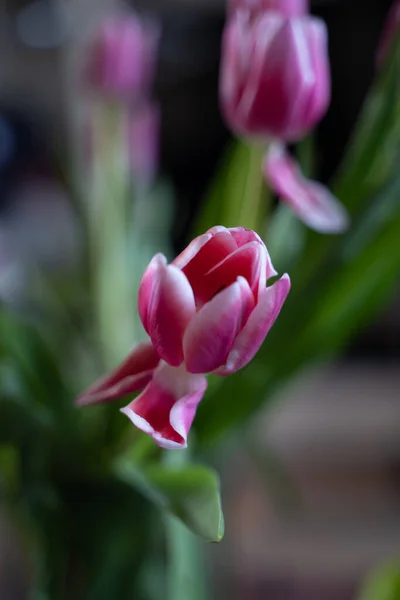 Una Toma Vertical Tulipanes Rojos Jardín Bajo Sol — Foto de Stock