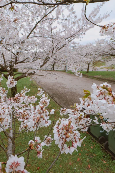 Plano Vertical Sakura Parque Primavera — Foto de Stock
