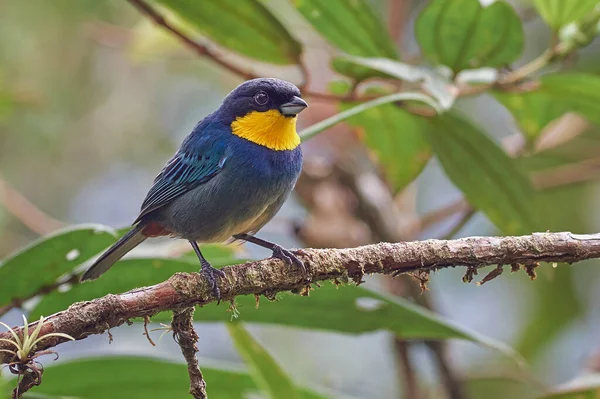 Pássaro Incrível Empoleirado Galho Árvore Observação Aves América Sul Colômbia — Fotografia de Stock