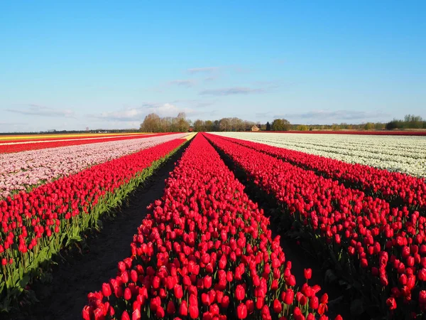Słoneczne Pole Rzędami Czerwonych Tulipanów Rosnących Pod Błękitnym Jasnym Niebem — Zdjęcie stockowe