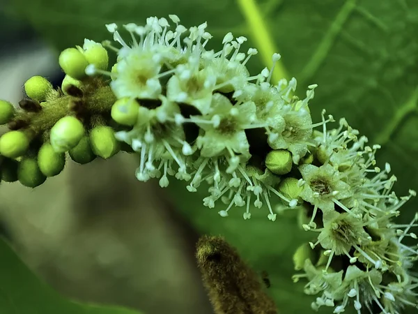 Close Flores Amêndoa Indiana — Fotografia de Stock
