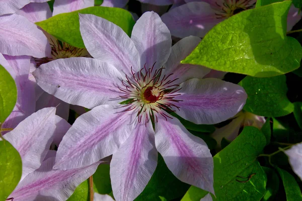 Gros Plan Une Belle Nelly Moser Clematis Aux Pétales Rose — Photo