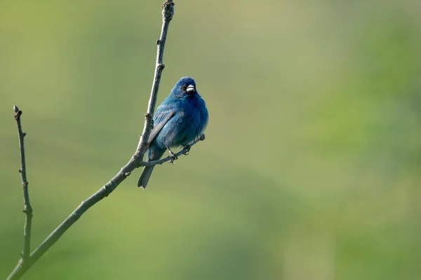 一只蓝色的天堂鸟栖息在树枝上的特写镜头 — 图库照片
