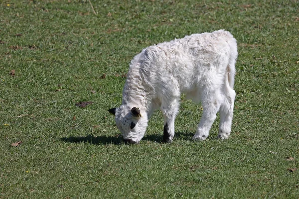 Ein Schuss Eines Weißen Kalbes Das Auf Einer Grünen Wiese — Stockfoto