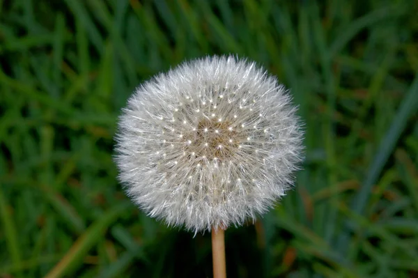 Gros Plan Une Belle Tête Blanche Pissenlit Avec Pappus Plumeux — Photo