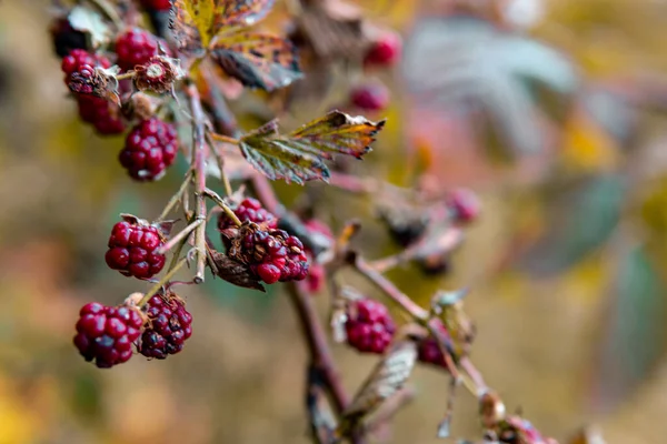 Selective Focus Shot Unripe Berries Bush Blackberry Garden — Stock Photo, Image