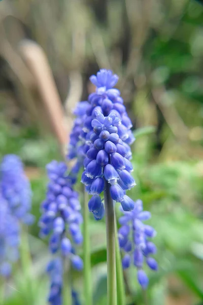 Plan Vertical Narcisse Seattle Fleur Violette Dans Jardin — Photo