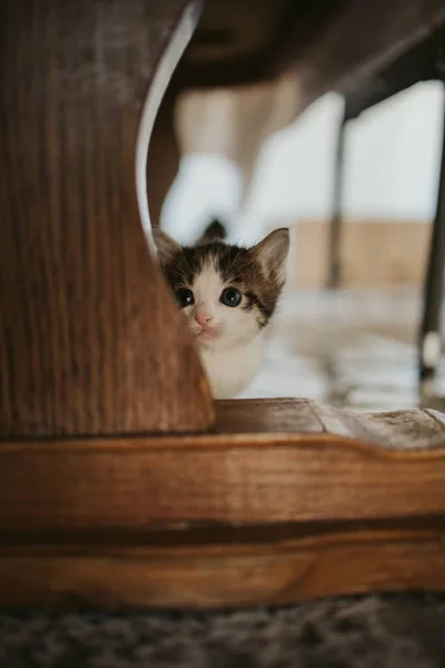 Ein Verängstigtes Kleines Kätzchen Blickt Über Das Bein Eines Tisches — Stockfoto